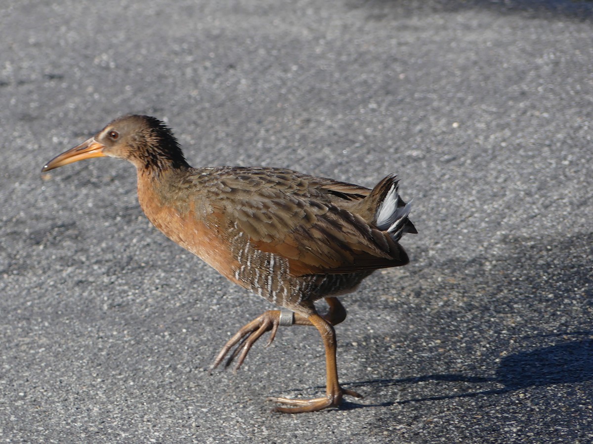 Ridgway's Rail - David Telles