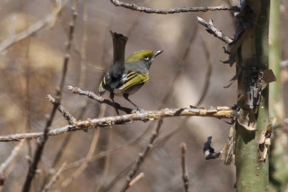 Slaty Vireo - ML617431769