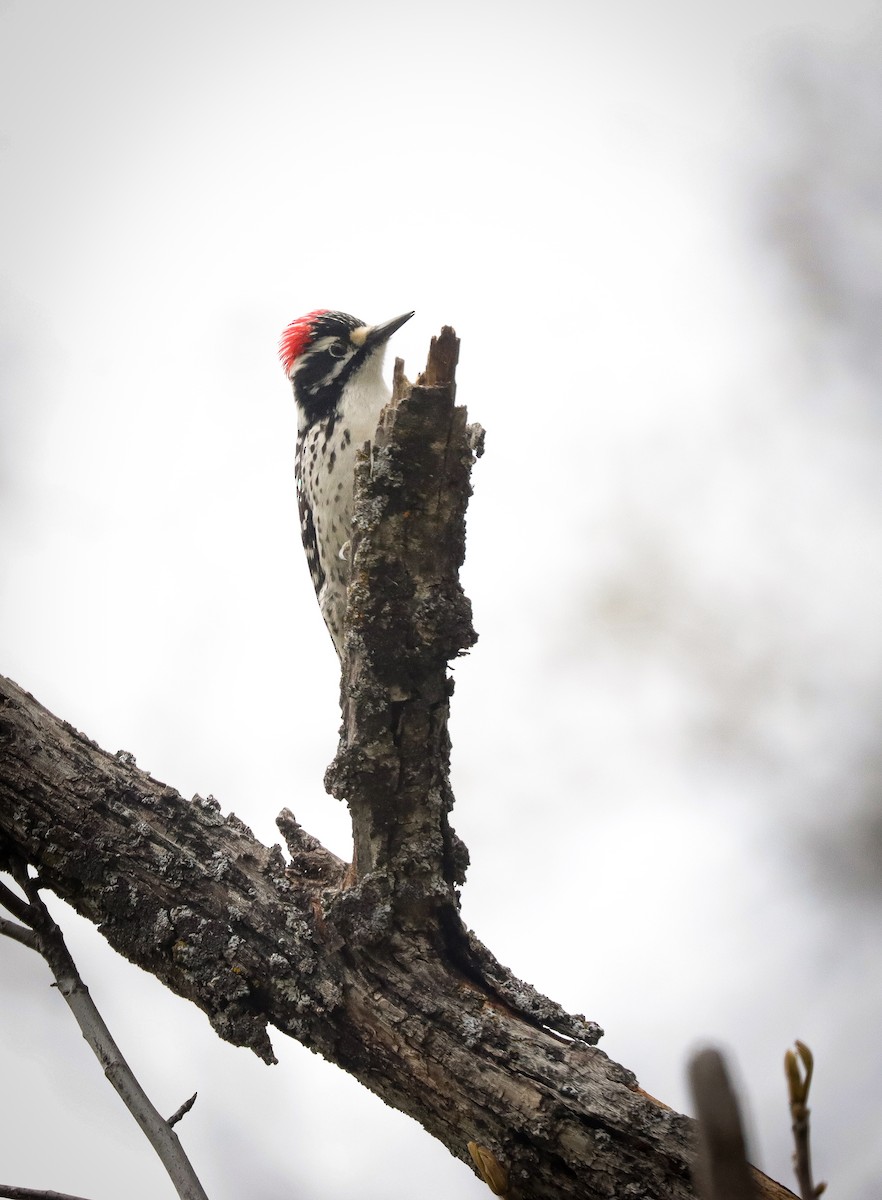 Nuttall's Woodpecker - ML617431806