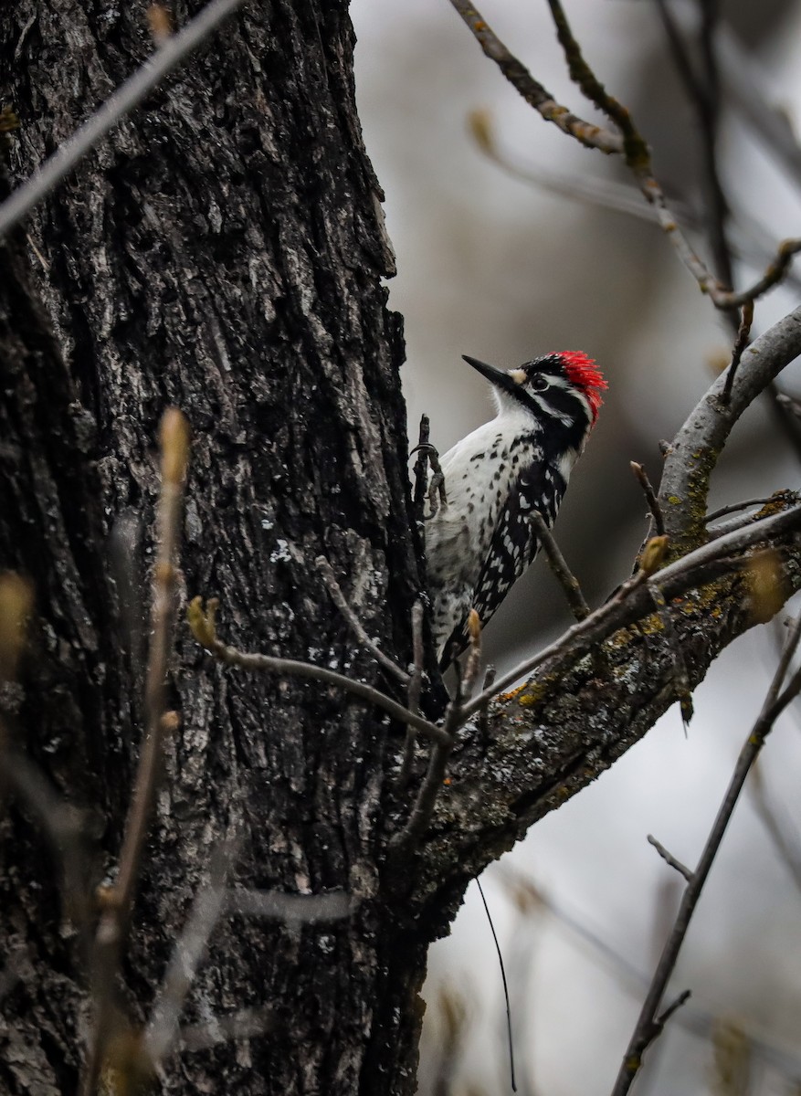 Nuttall's Woodpecker - ML617431807