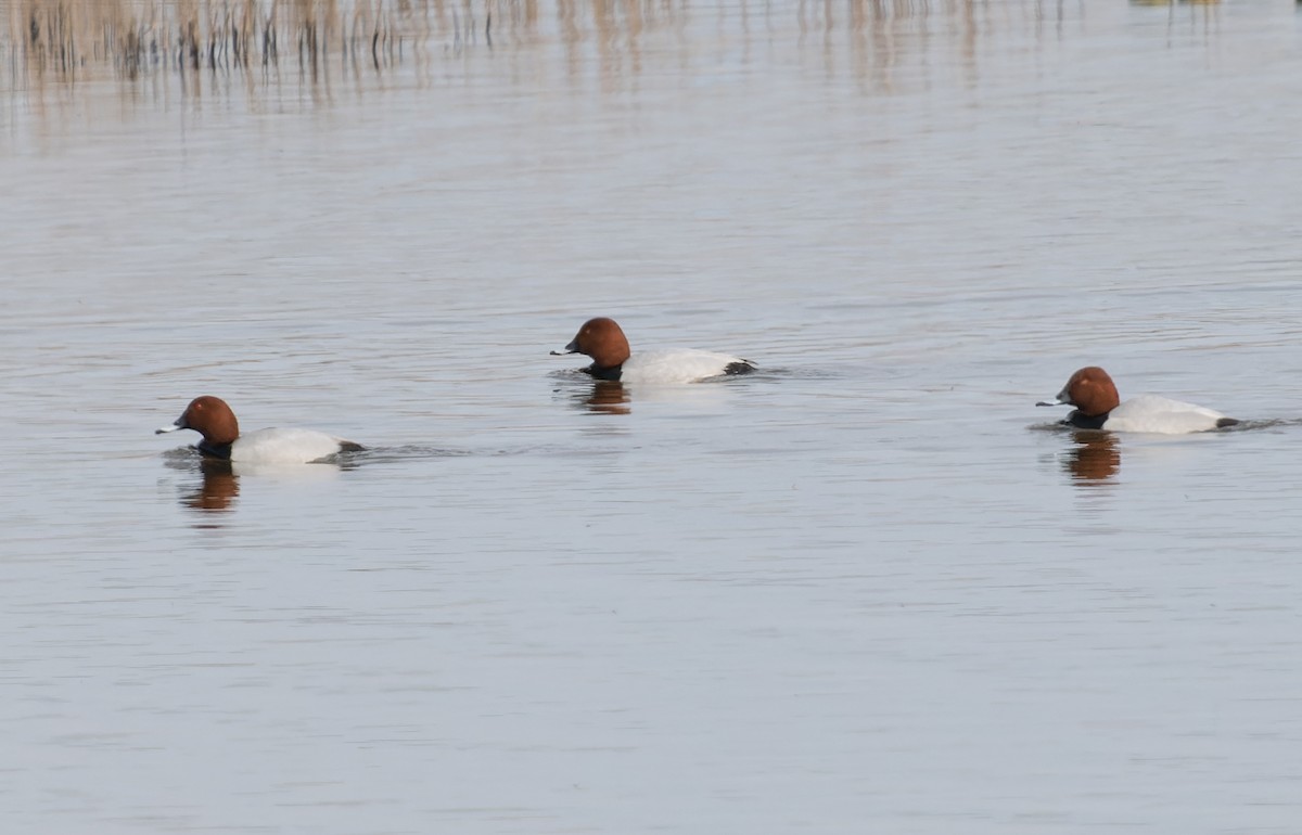 Common Pochard - ML617431815