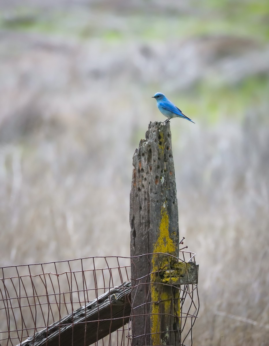 Mountain Bluebird - ML617431823