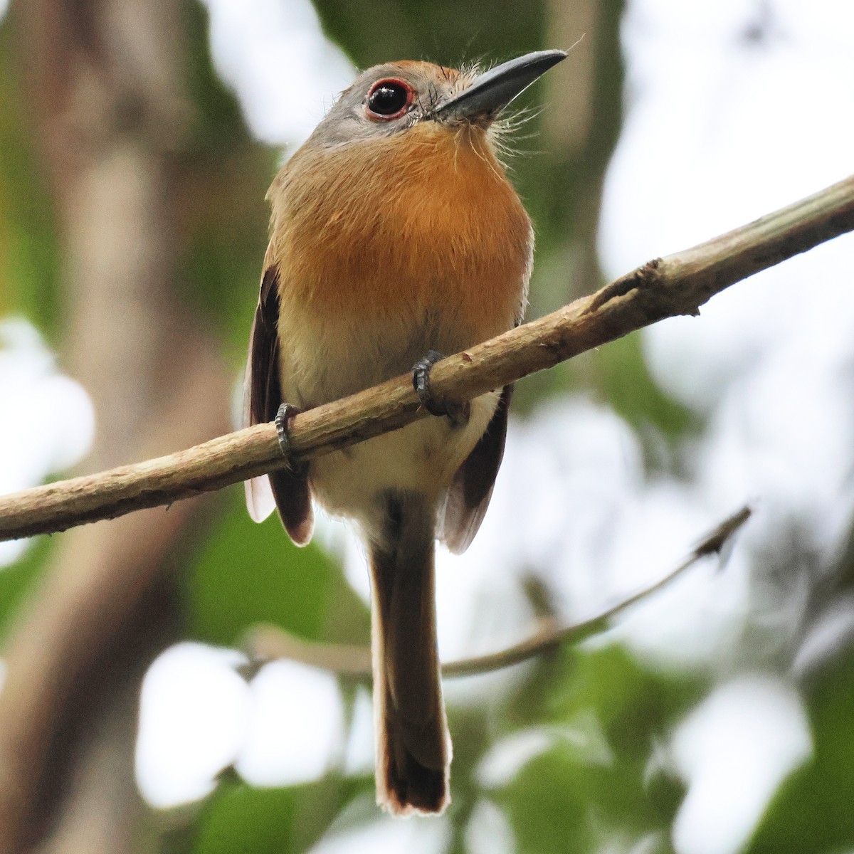 Gray-cheeked Nunlet - Jorge Alcalá