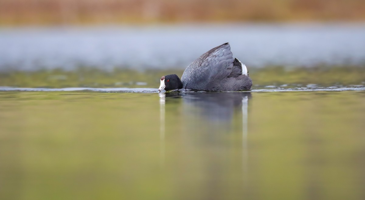 American Coot - ML617431842