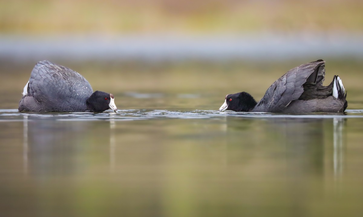 American Coot - ML617431843