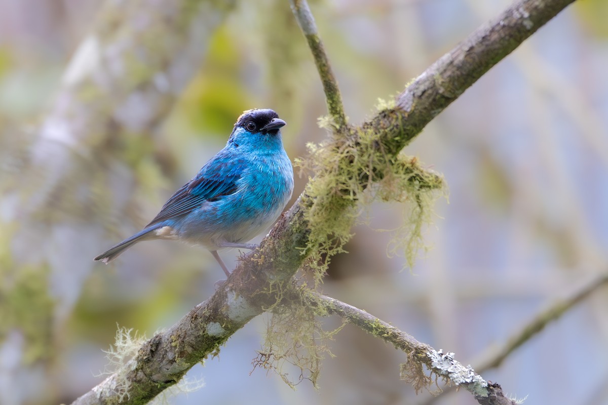 Golden-naped Tanager (Golden-naped) - ML617431853