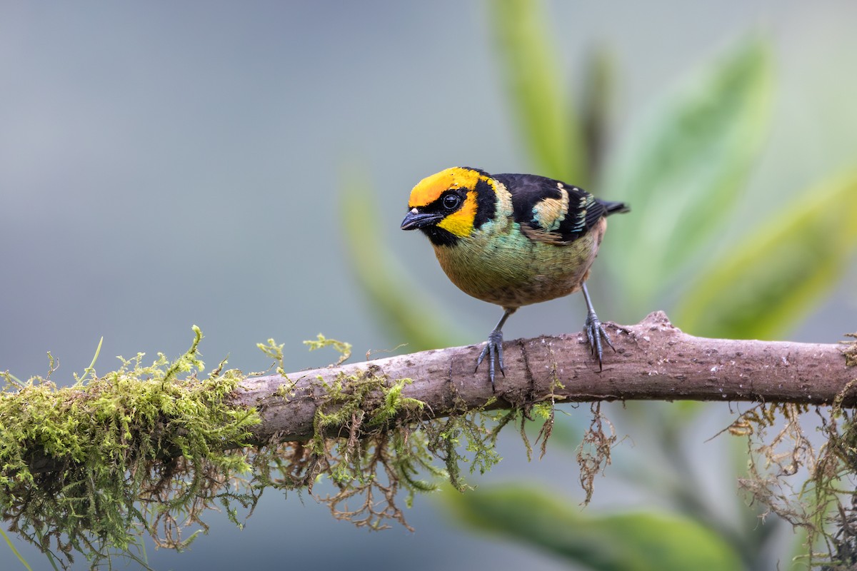 Flame-faced Tanager (Yellow-faced) - Brennan Stokkermans