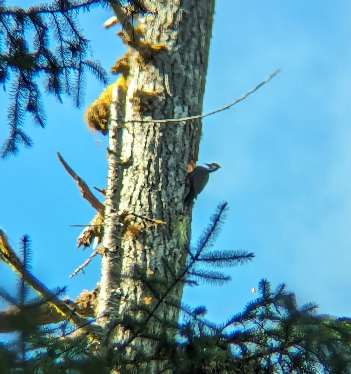 Pileated Woodpecker - ML617431857