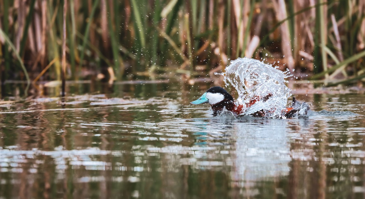 Ruddy Duck - ML617431864