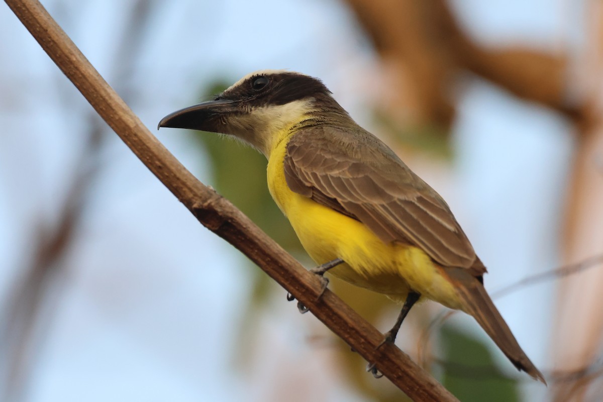 Boat-billed Flycatcher - ML617431871