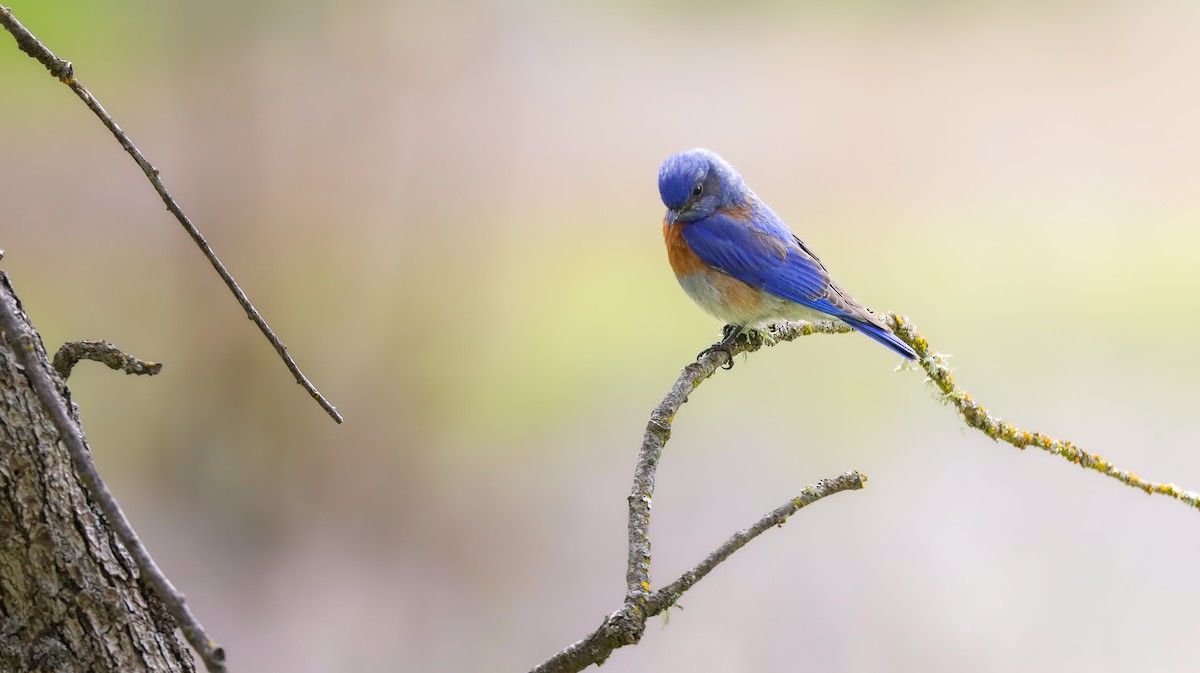 Western Bluebird - ML617431872