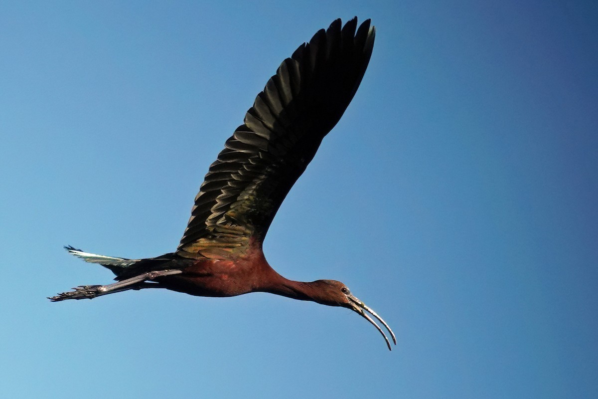 Glossy Ibis - Cheryl Vellenga