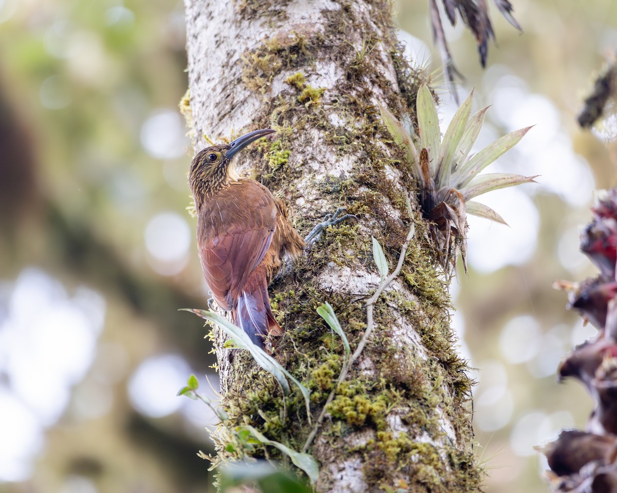 Strong-billed Woodcreeper (Andean/Northern) - Brennan Stokkermans