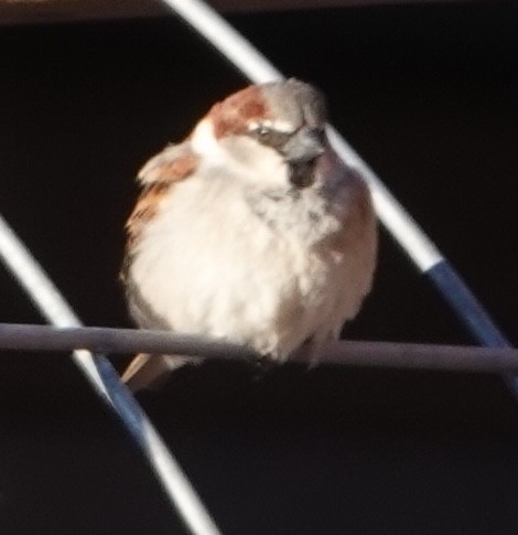 House Sparrow - ML617431916