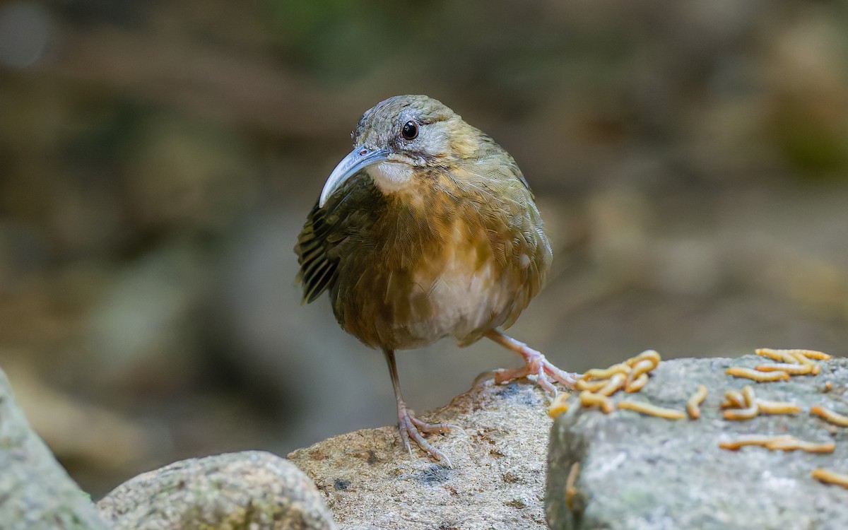 Short-tailed Scimitar-Babbler - Peter Kennerley