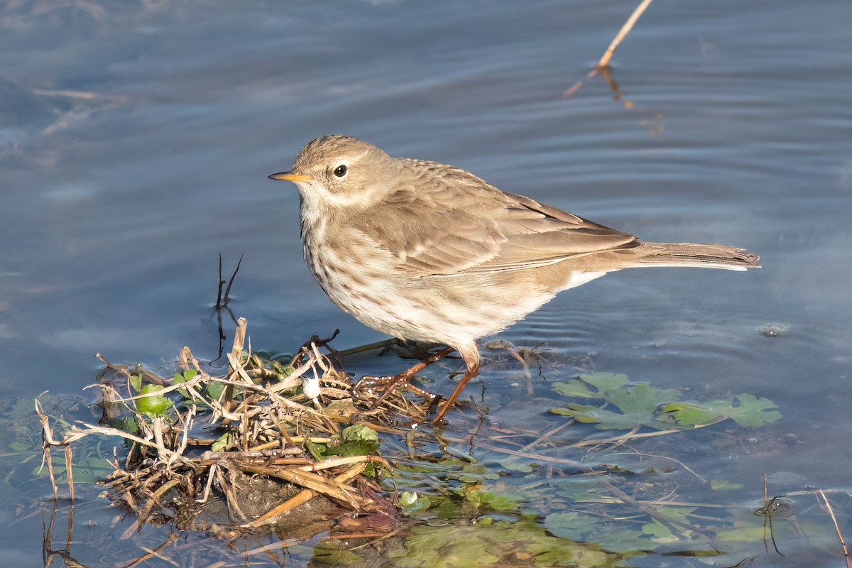 Water Pipit - ML617432009