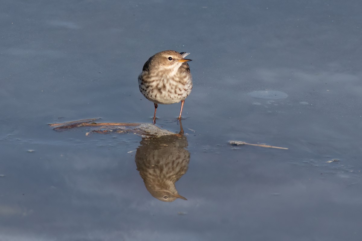 Water Pipit - ML617432010