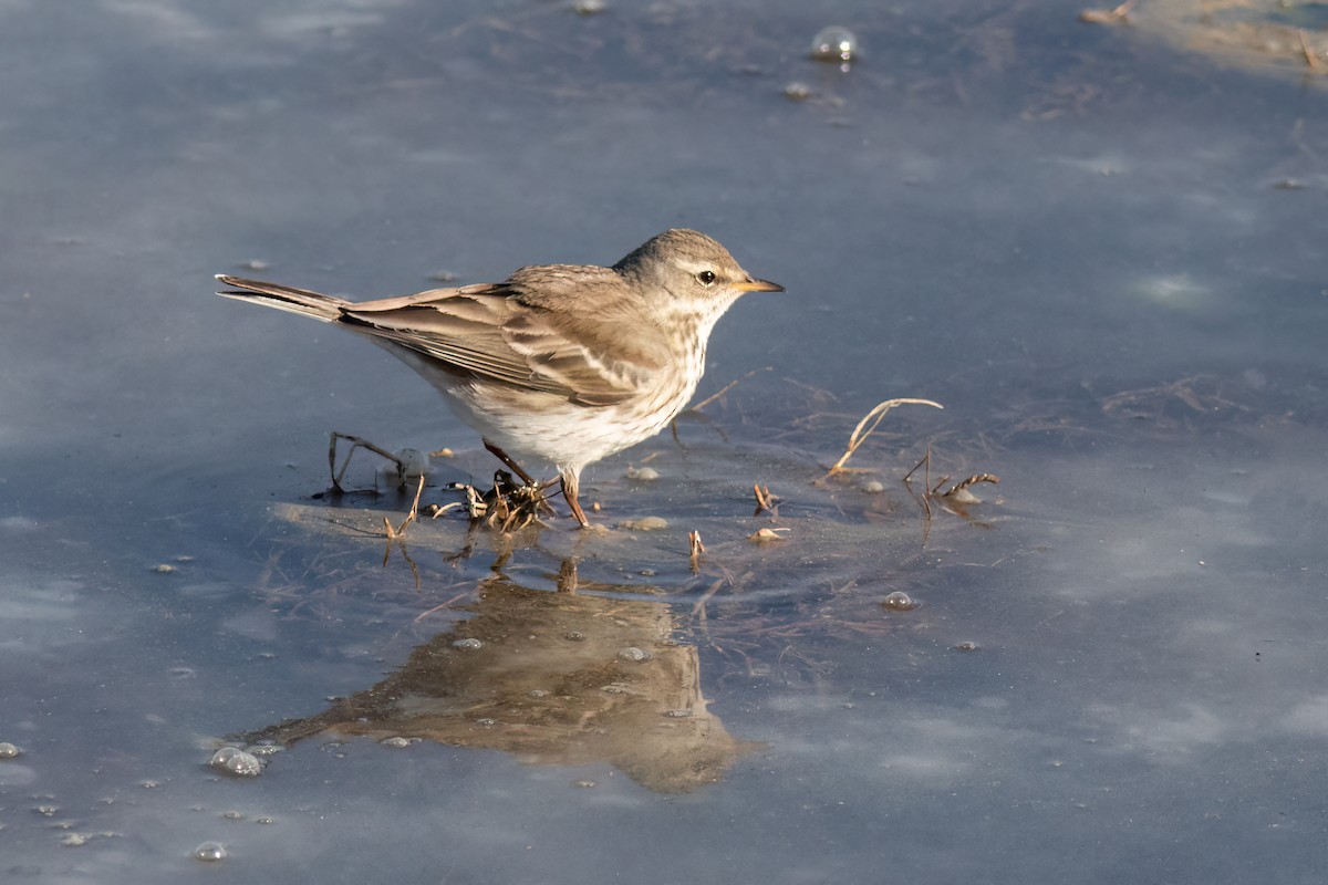 Water Pipit - ML617432011