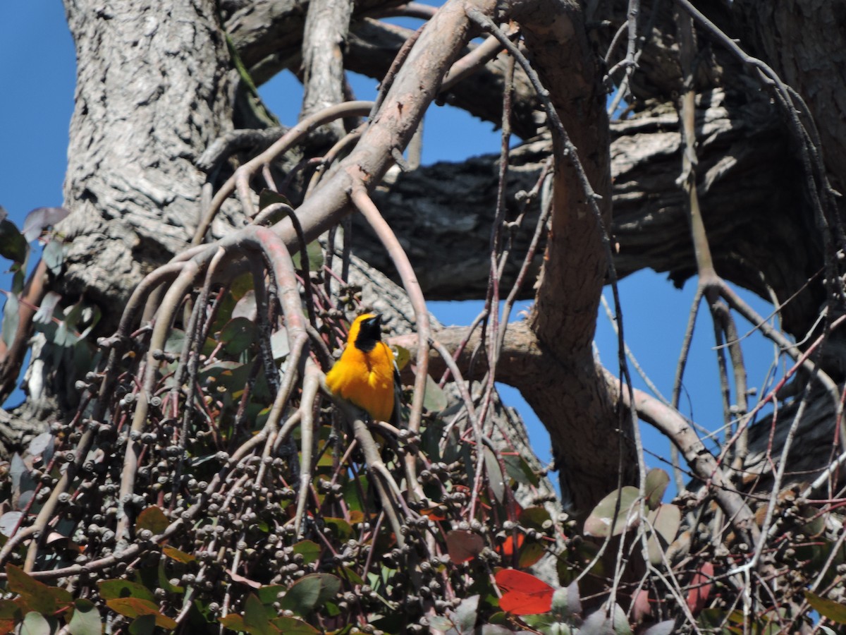 Hooded Oriole - ML617432015