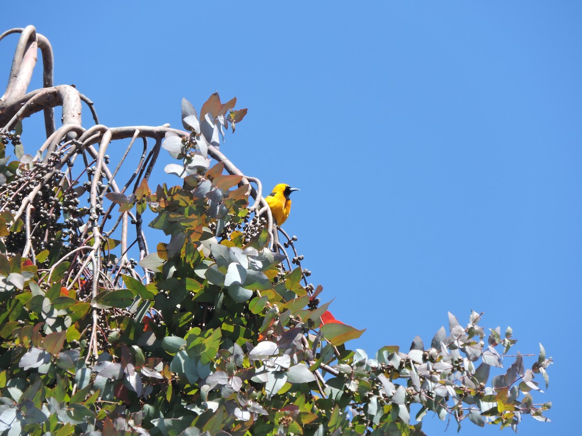 Hooded Oriole - ML617432017