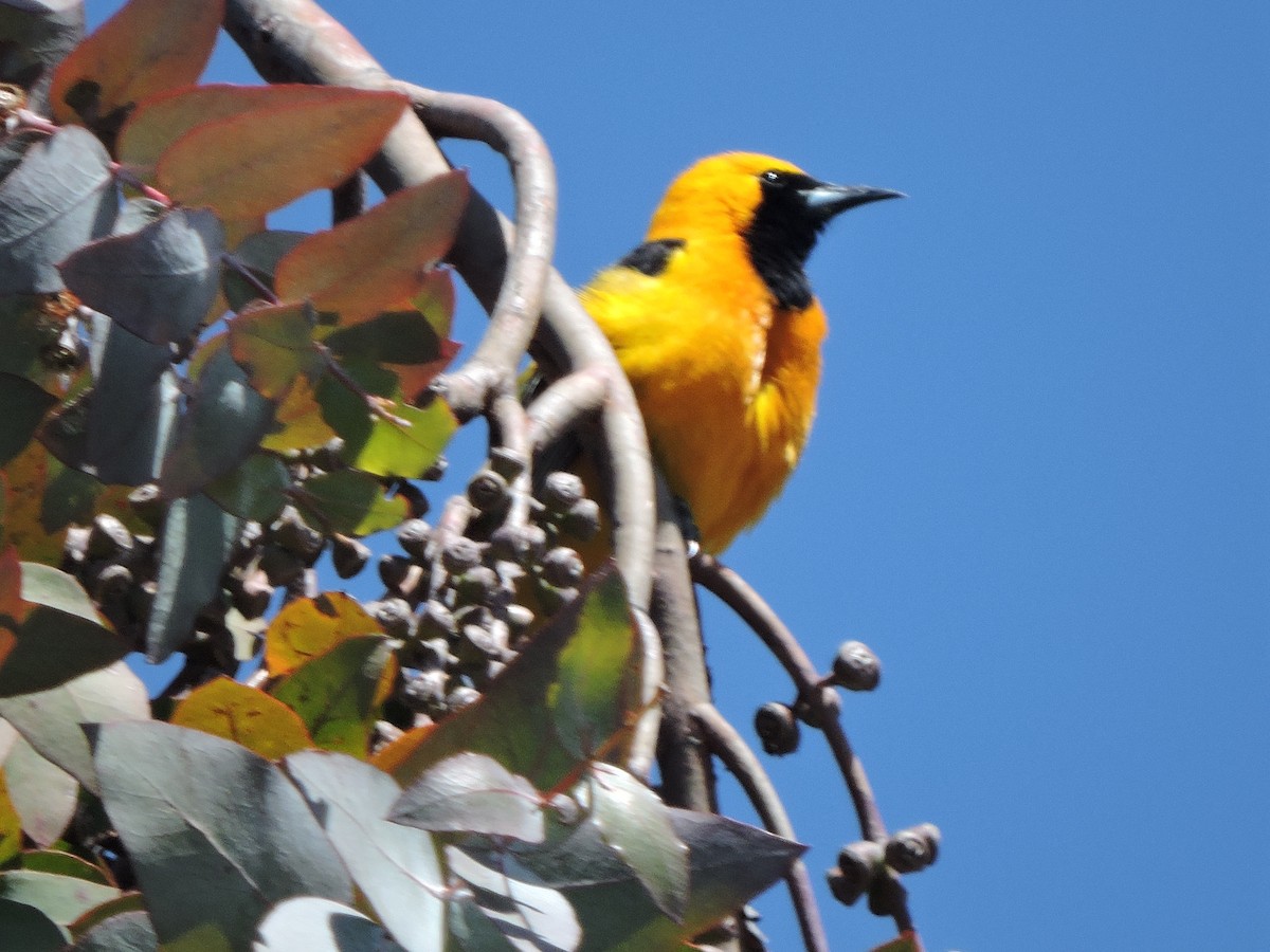 Hooded Oriole - ML617432018