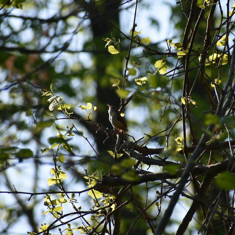 Carolina Wren - Haley Holiman