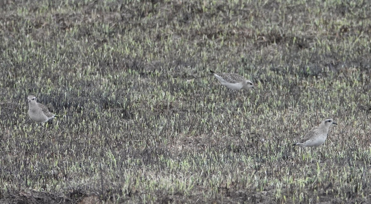 American Golden-Plover - ML617432042