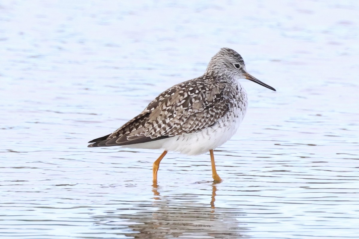 Lesser Yellowlegs - ML617432047