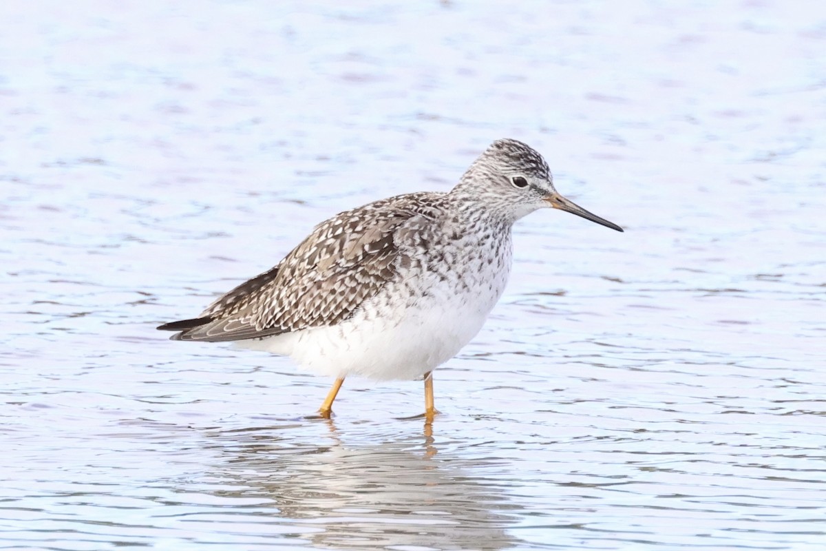 Lesser Yellowlegs - ML617432048