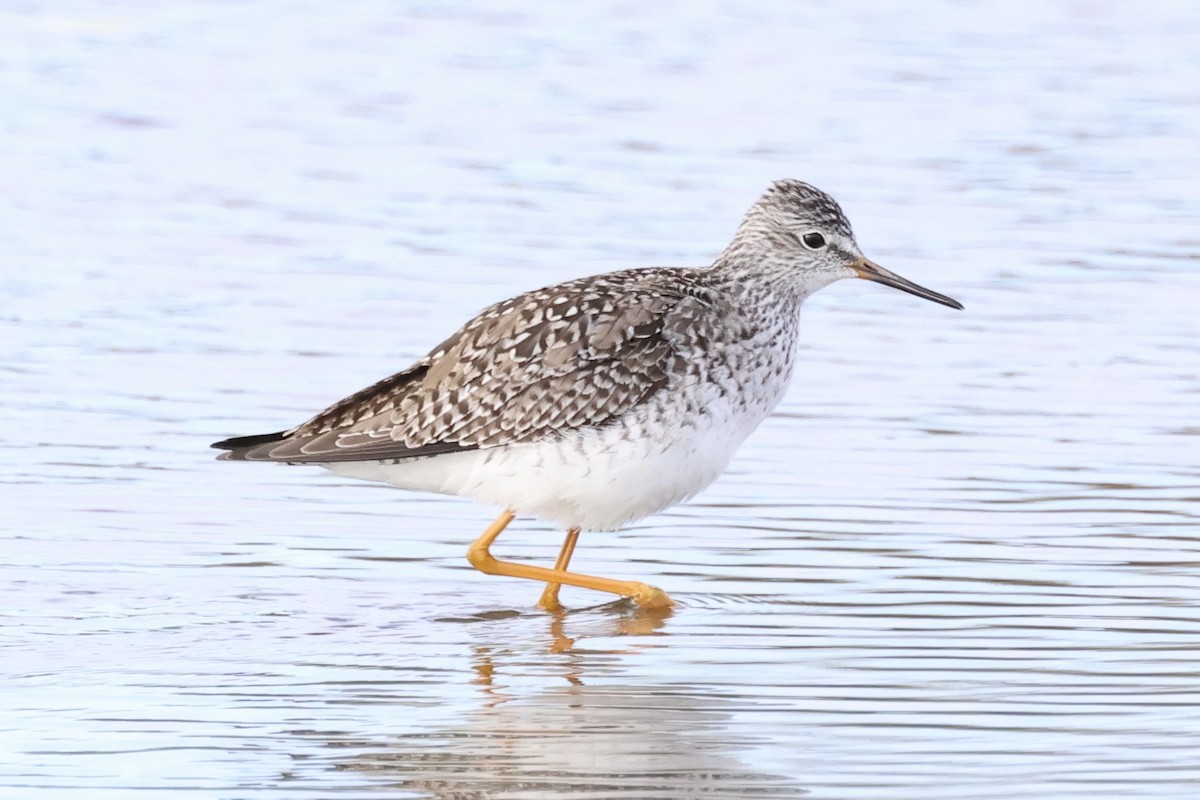 Lesser Yellowlegs - ML617432049