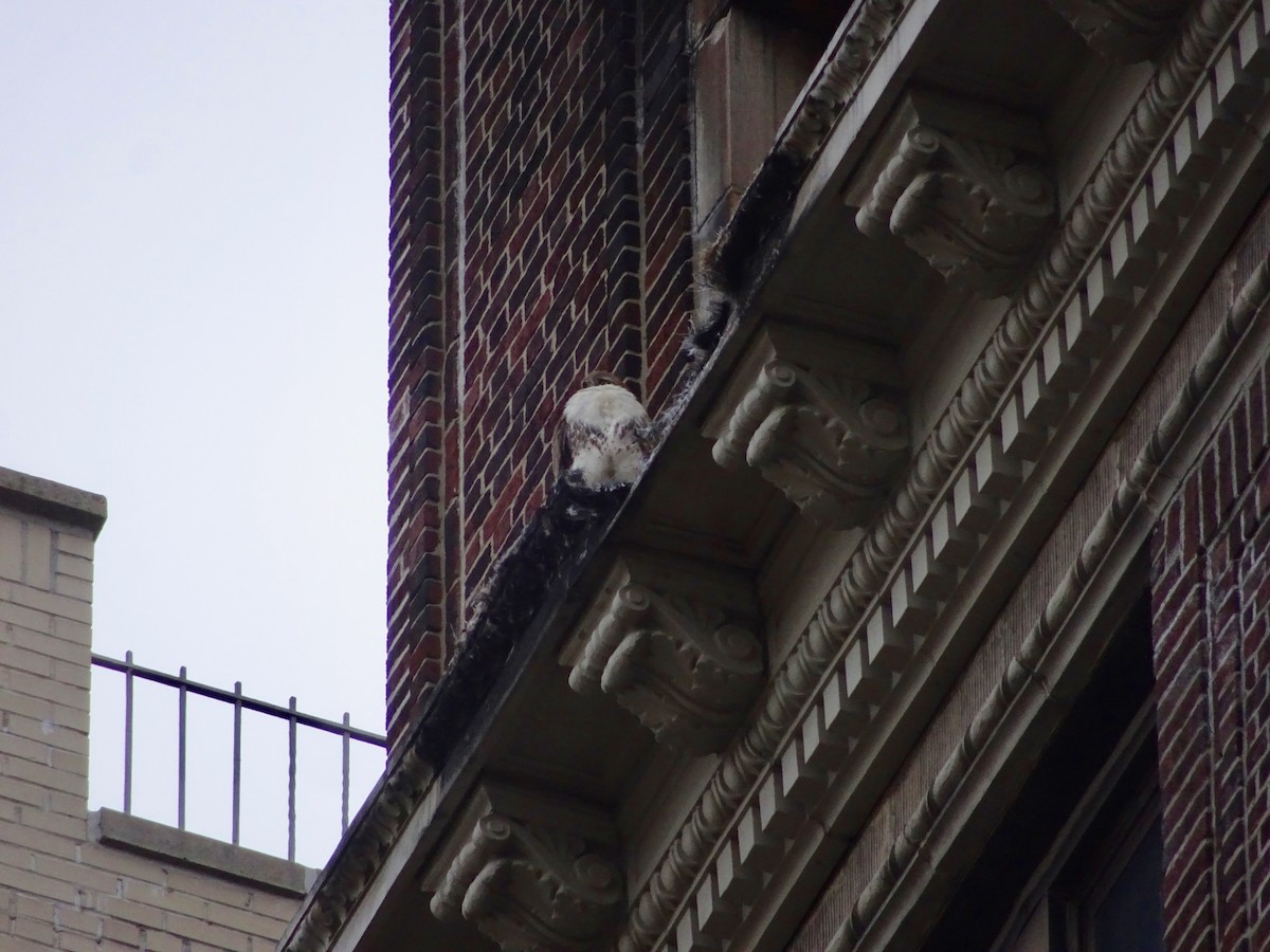 Red-tailed Hawk - ML617432076