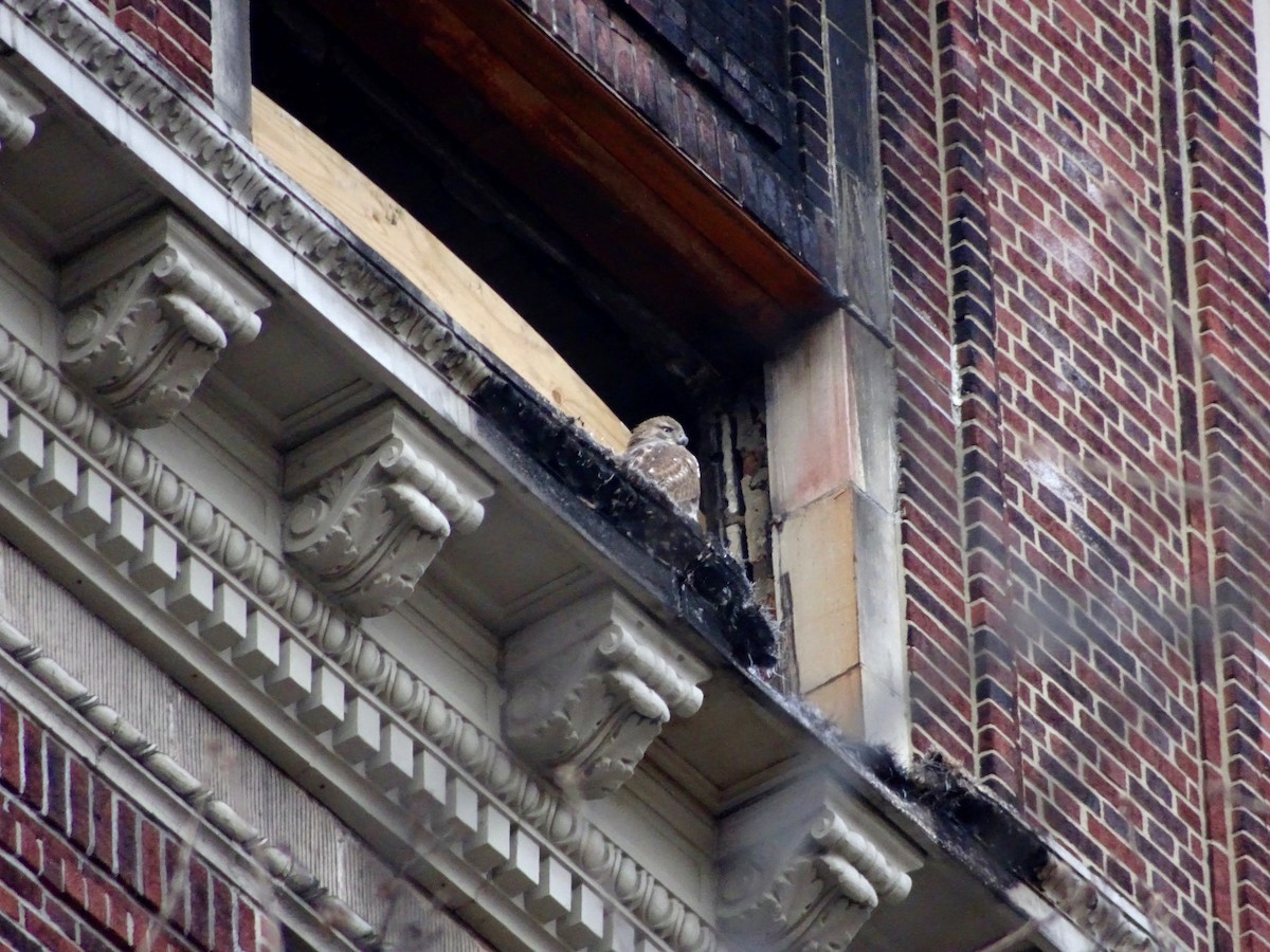 Red-tailed Hawk - ML617432080