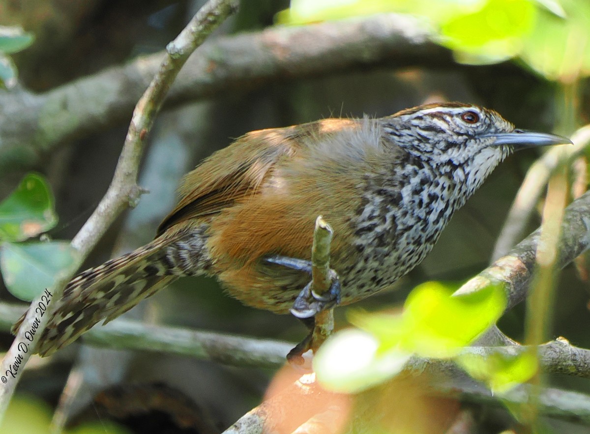 Spot-breasted Wren - ML617432081