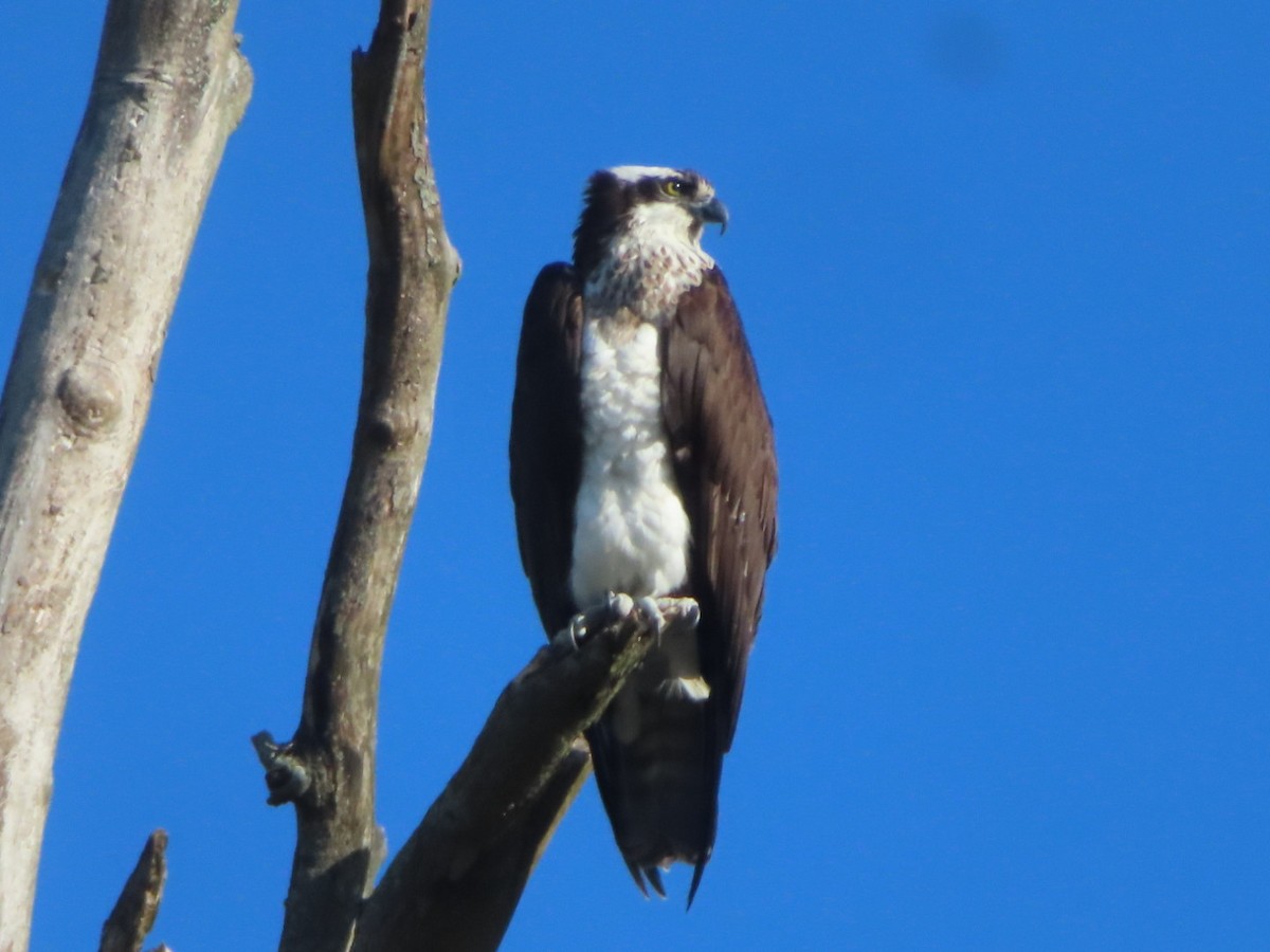 Balbuzard pêcheur - ML617432084