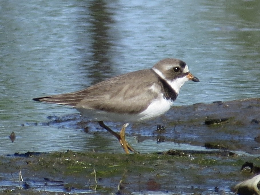 Semipalmated Plover - ML617432095