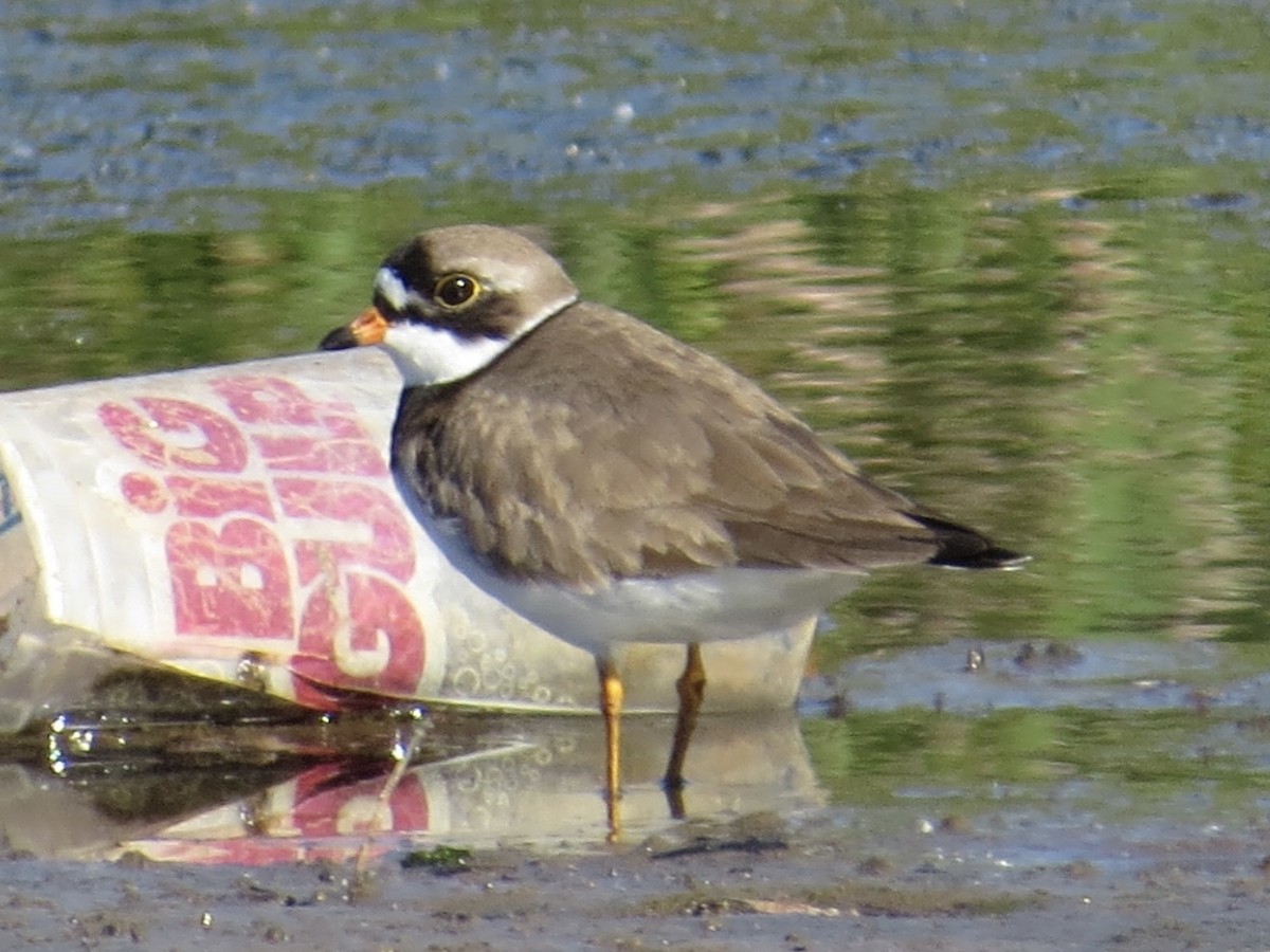 Semipalmated Plover - ML617432096