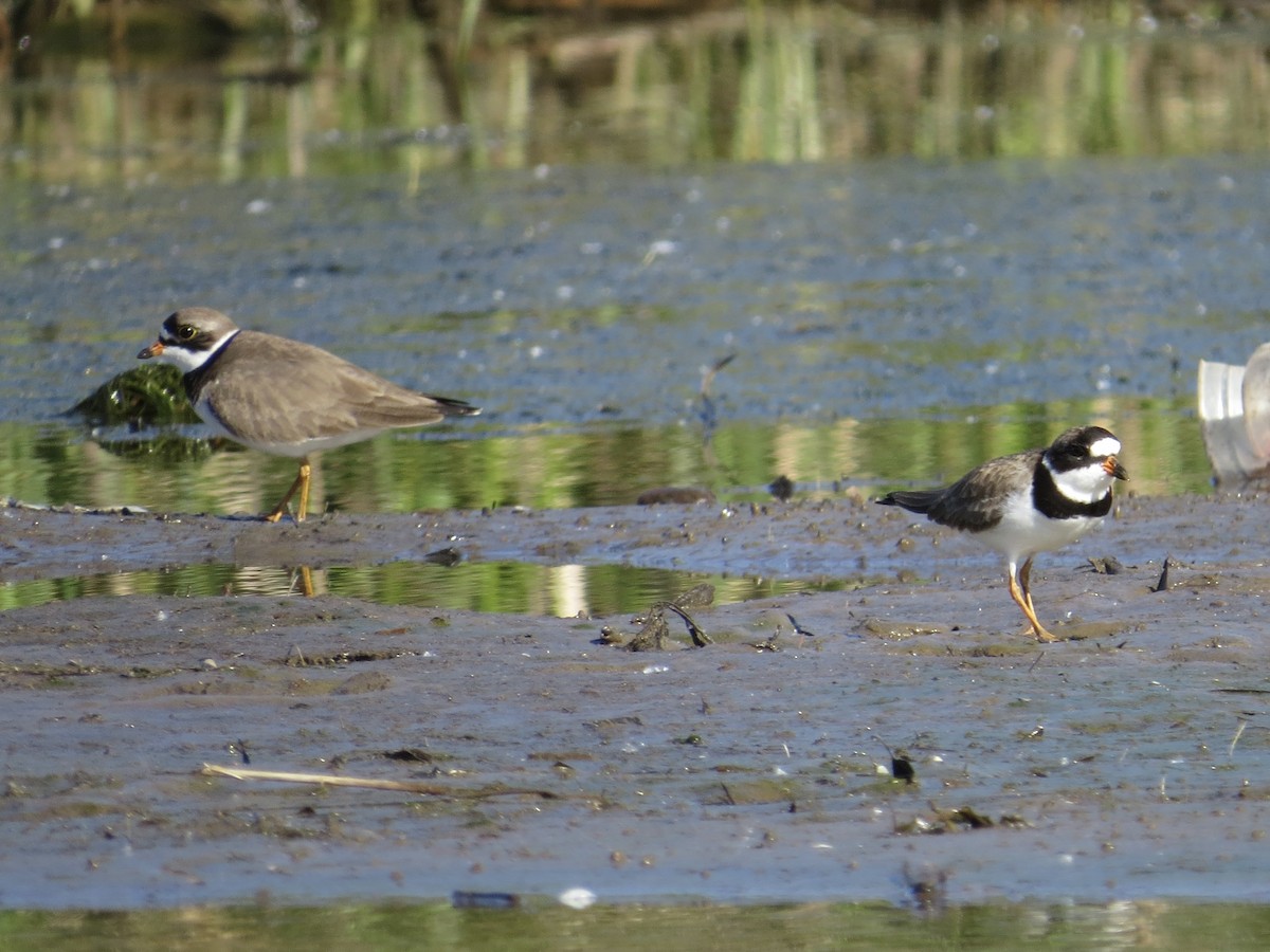 Semipalmated Plover - ML617432097