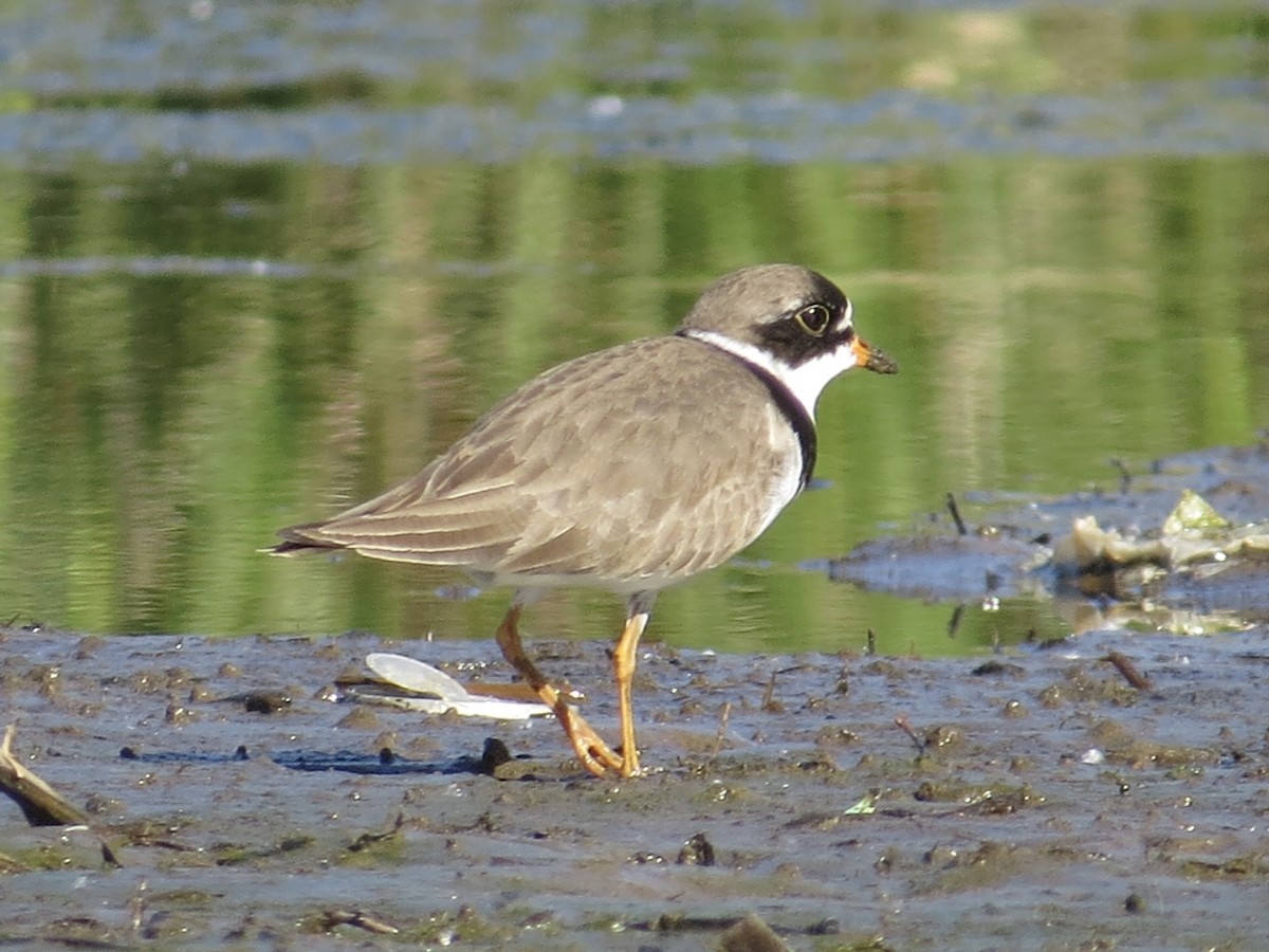 Semipalmated Plover - ML617432099