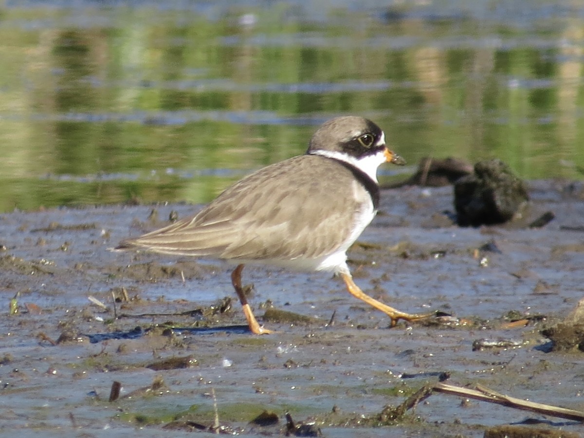 Semipalmated Plover - ML617432104