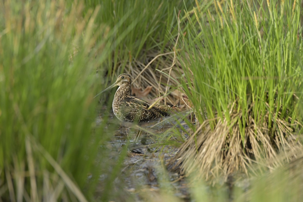 Wilson's Snipe - D Denner