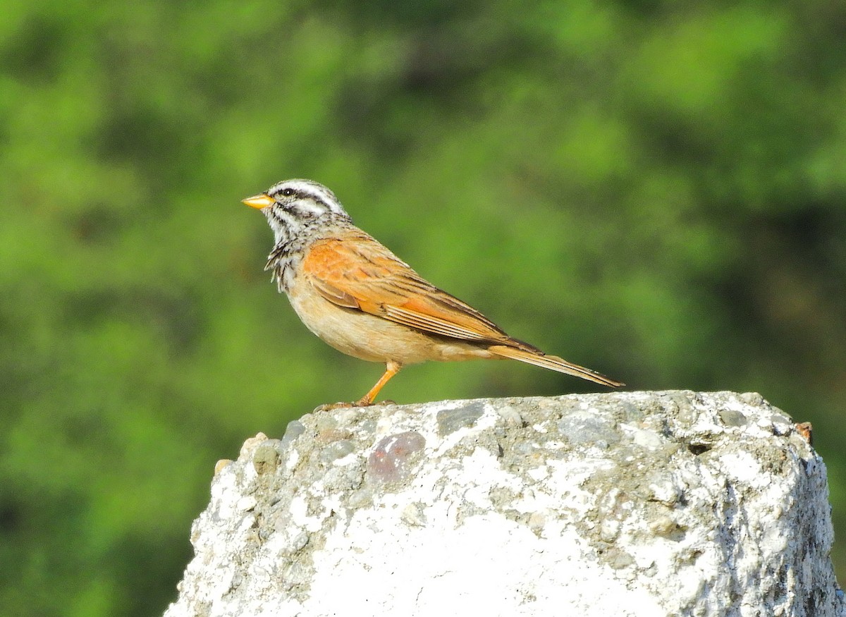 Striolated Bunting - ML617432124