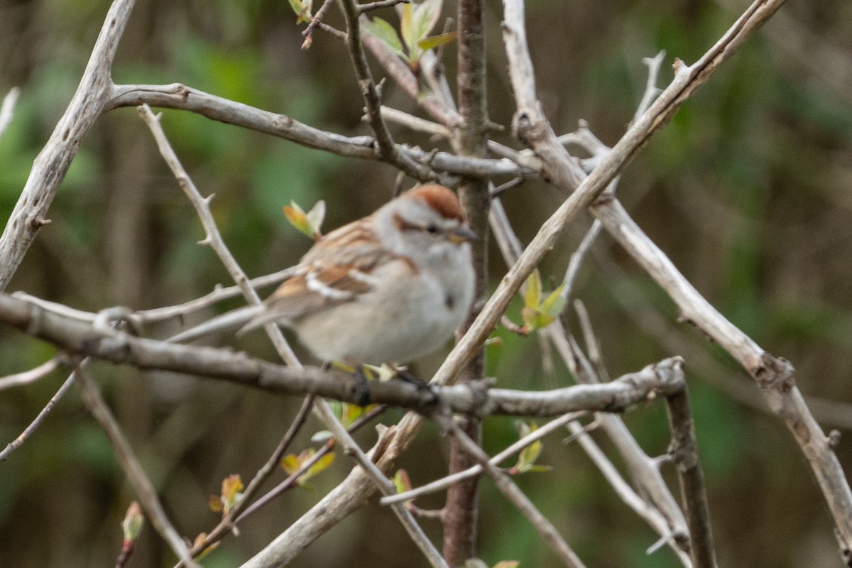 American Tree Sparrow - ML617432148
