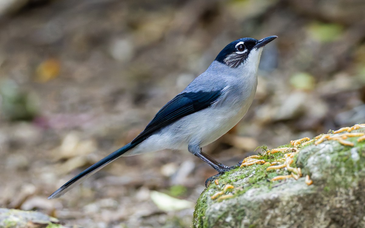 Black-headed Sibia (Lang Bian) - ML617432154