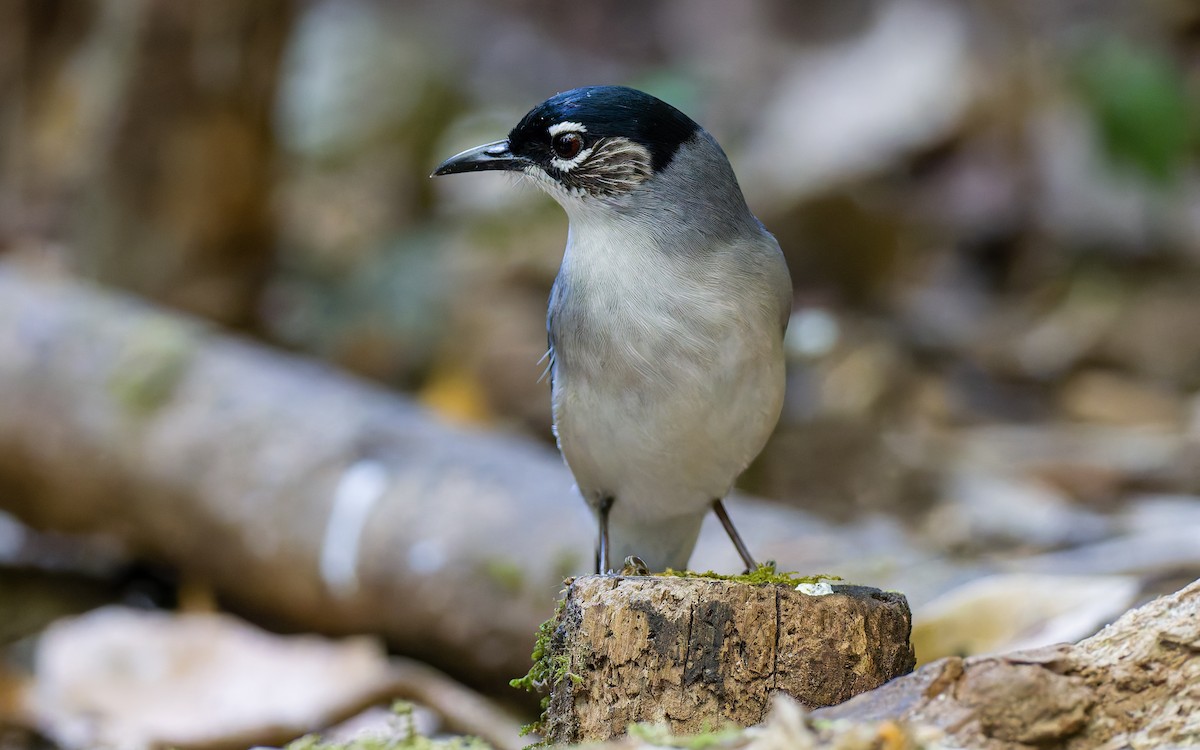 Black-headed Sibia (Lang Bian) - ML617432190