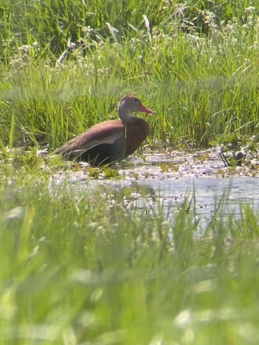 Black-bellied Whistling-Duck - Eric Nally