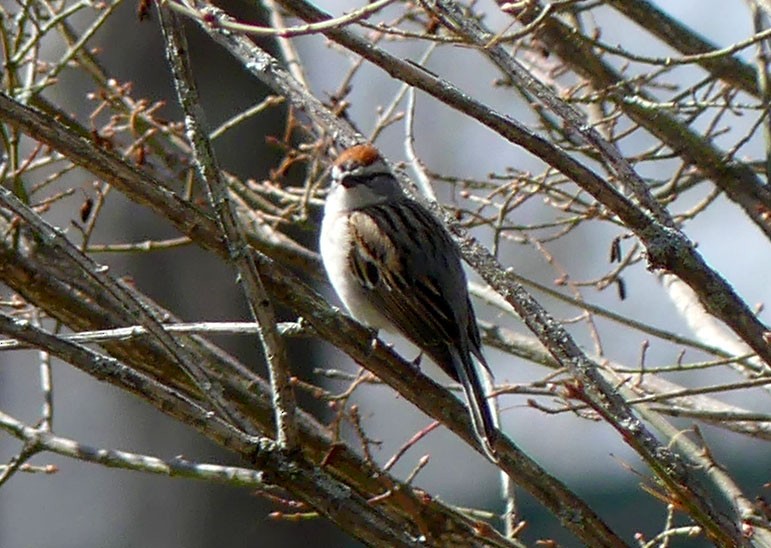 Chipping Sparrow - ML617432220