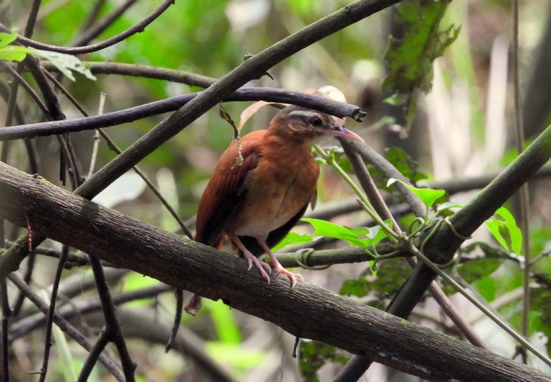 Pale-billed Hornero - Otto Valerio   Amazonas Birding