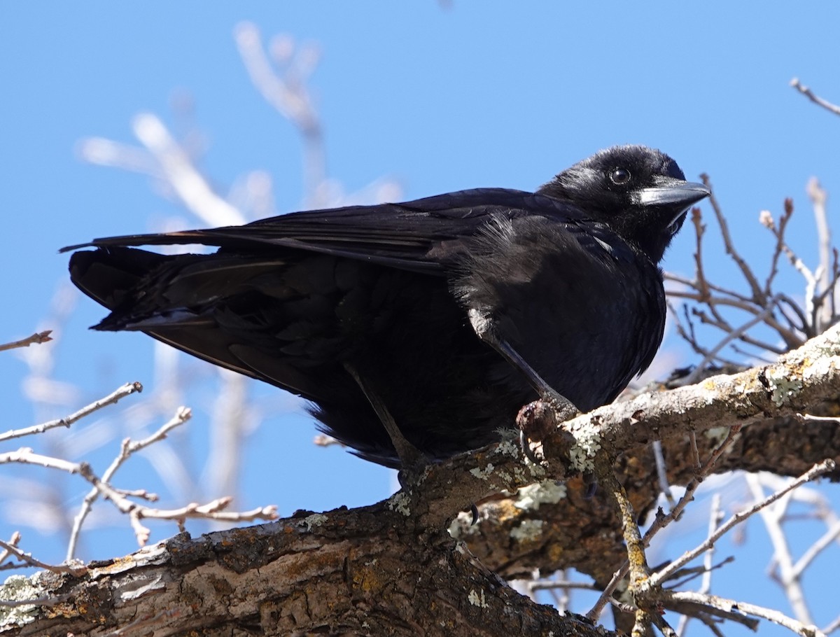 American Crow - David McDonald