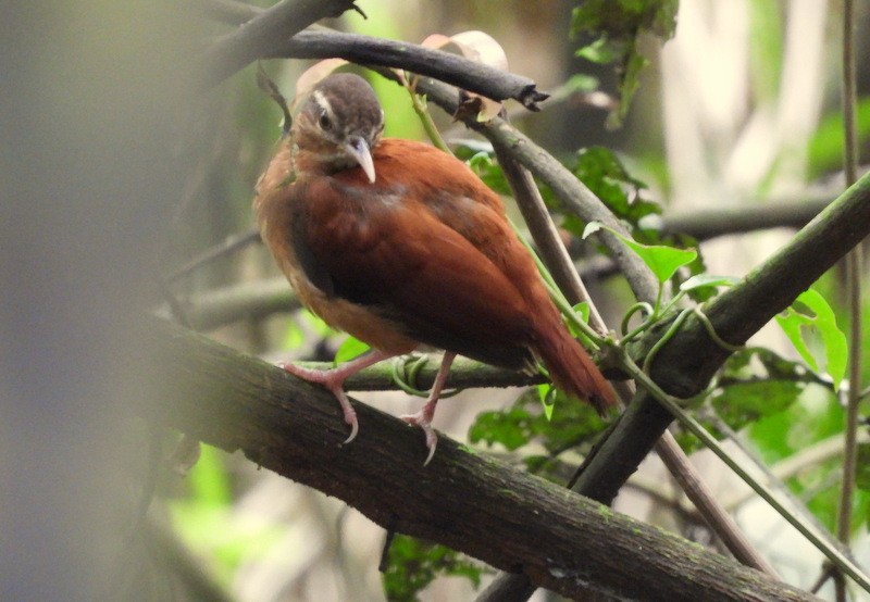 Pale-billed Hornero - ML617432233