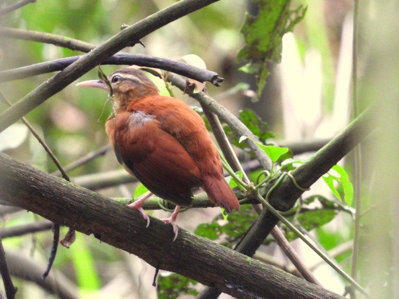 Pale-billed Hornero - ML617432237